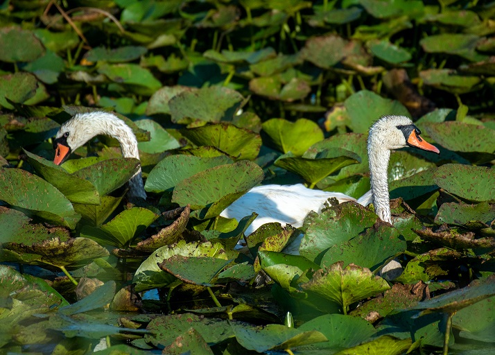 WWF-Coca Cola, parteneriat Impreuna pentru Dunare